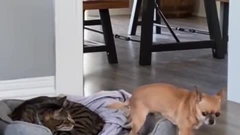 Very Funny Dogs