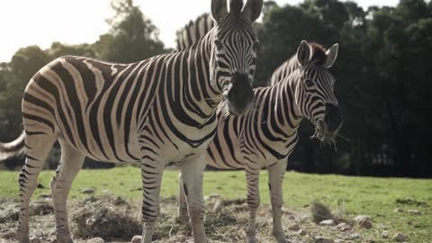 zebra couple🦓🦓