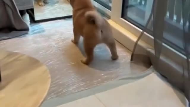 Dog reaction to mirror