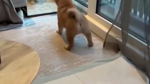 Dog reaction to mirror