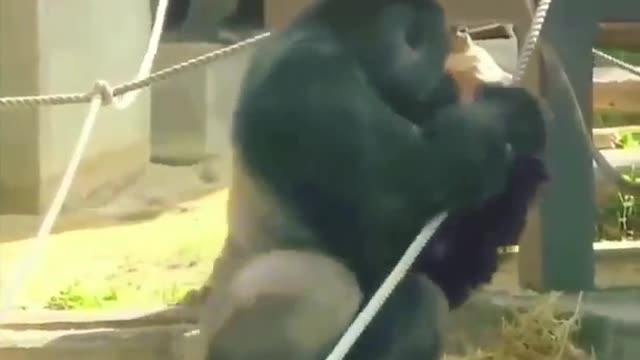 A Big Male Gorilla Challenging other gorillas