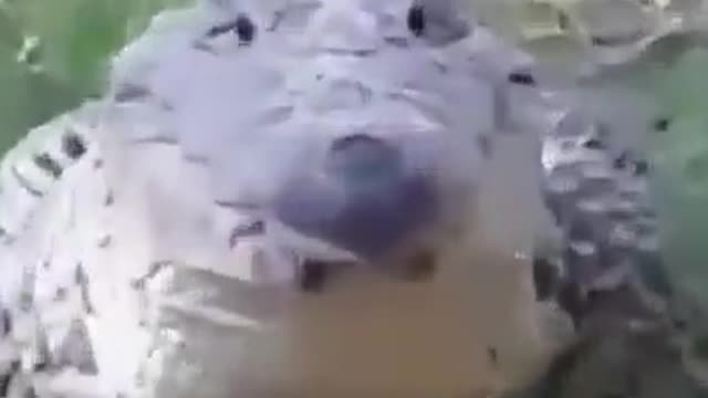 swamp dog