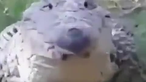 swamp dog