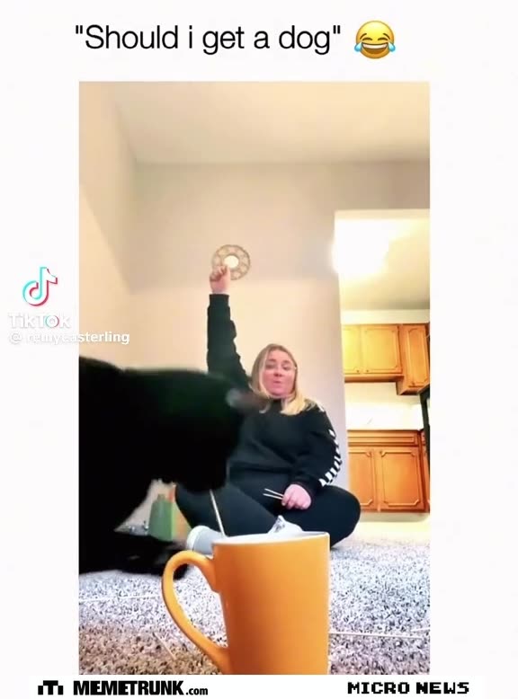 Should I get a dog?😂