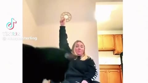 Should I get a dog?😂