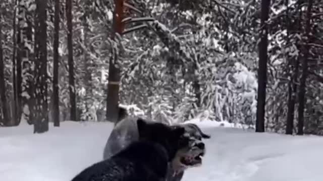 The moment the beast preys, it misses and runs away. It's a pity