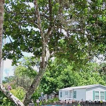 CENTURY PLANT BEFORE IT BROKE IN HAL