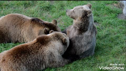 Tenderness of predators on their young