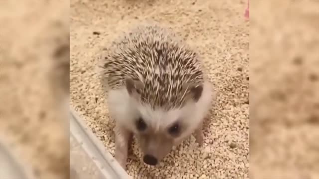 The hedgehog is eating