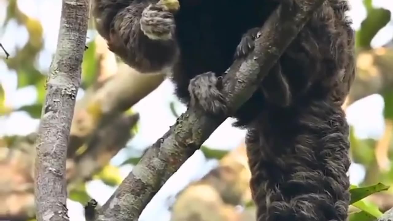 Southern saki monkey