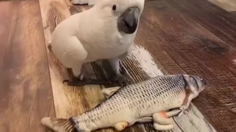 Funny parrot video 😂