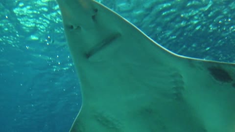 shark video - watch now