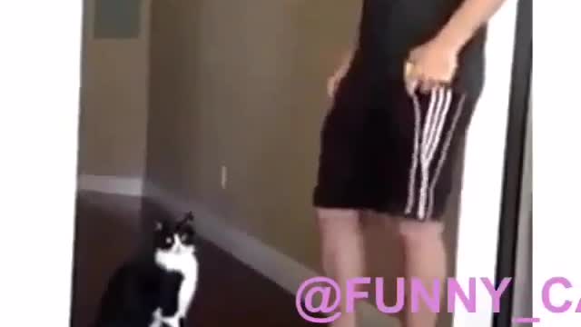 Funny and Cute Cat Videos #246