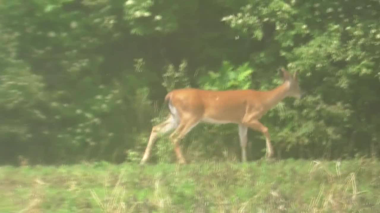 22 Toussaint Wildlife - Oak Harbor Ohio