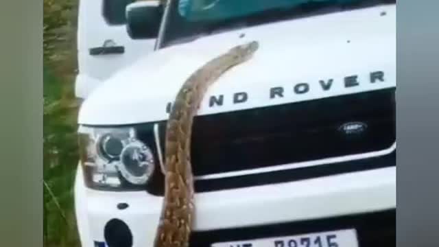 Oh God, what a big snake and it is climbing on top of the car.