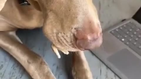 Dog Refuses😮 To Take Animal Out Of His Mouth !