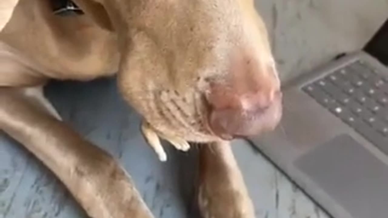 Dog Refuses😮 To Take Animal Out Of His Mouth !