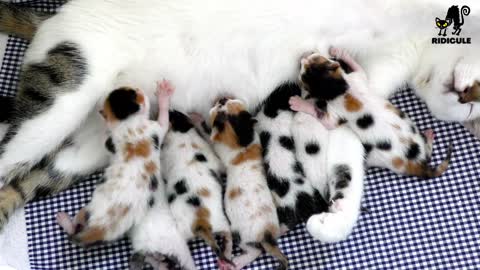 Cat Mother and cute kittens