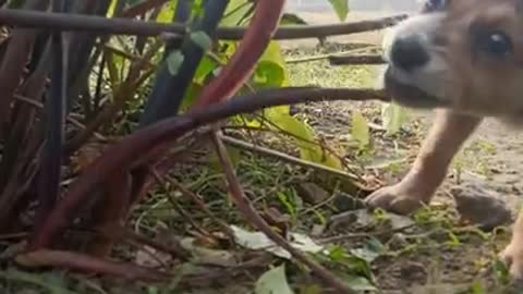 Puppy VS Tree #shorts #puppy