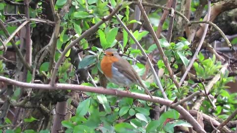 Things you need to know about ROBINS// WILDLIFE BIRDS// BIRDS IN FOREST// BEAUTIFULL BIRDS