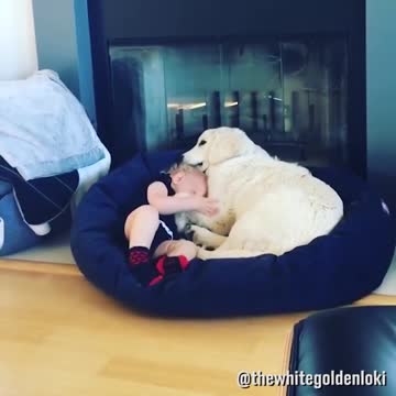 Dogs And Babies Compilation