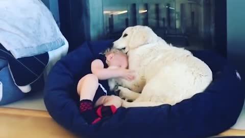 Dogs And Babies Compilation