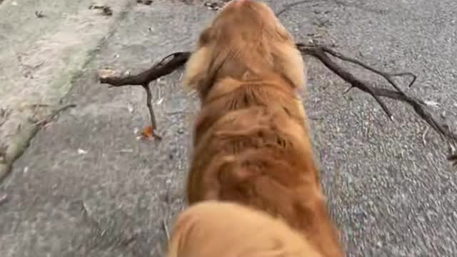 When you say no more sticks on walks