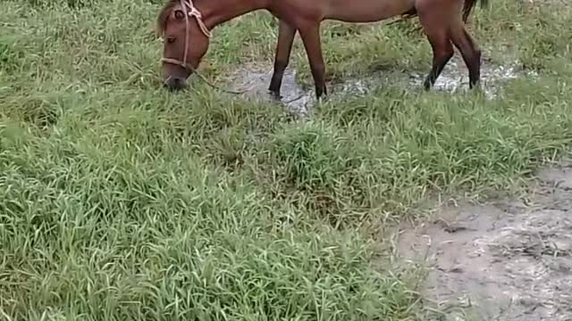 Nice a video