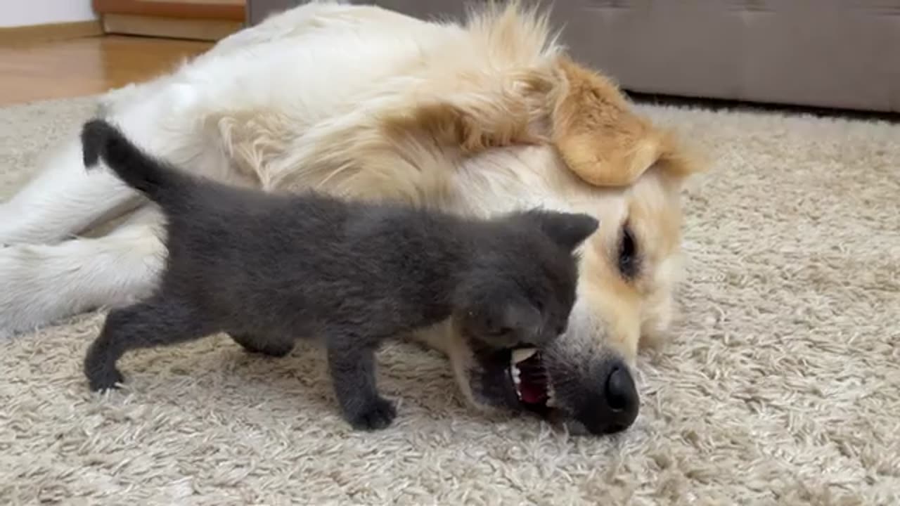 Tiny Kitten Reacts to Golden Retriever (So Funny!!)