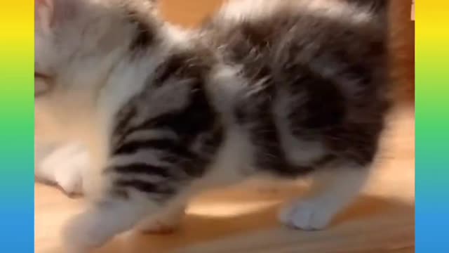 Cute and Funny Cat Videos Compilation 2021_#shorts