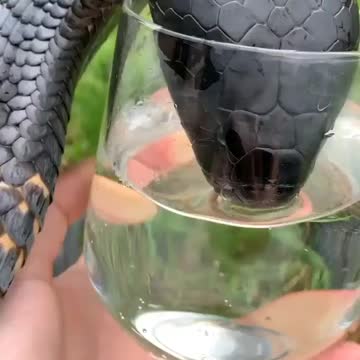 Thirsty 🐍 Would you feel comfortable with this?