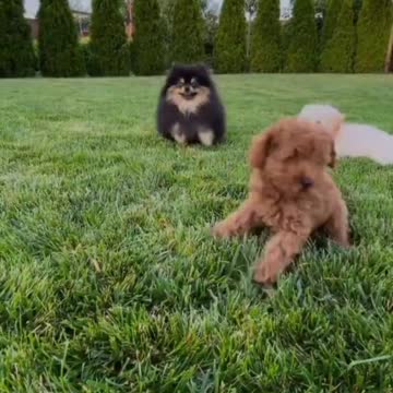 #Best of sweet dog all world||#Best dogs at home