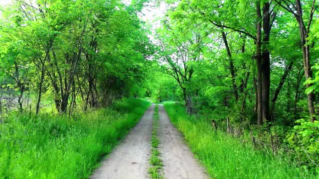 Amazon Forest Jungle || 4K Picture Jungle Sound ||