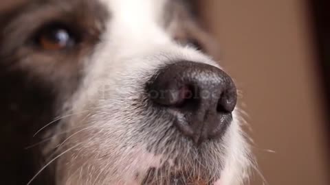 Funny dog closeup