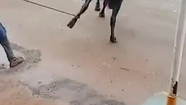 Bull Get Mad With Is Owner