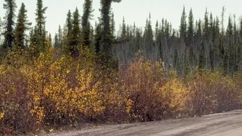 Two Bull Moose Headbutting on the Road