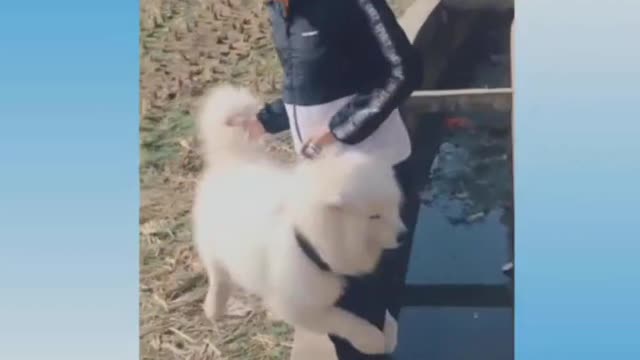 🐕puppy VS 🐔rooster Fight/😄Funny Dog and chicken 😂Fight Compilation/Fun Entertainment video 👍