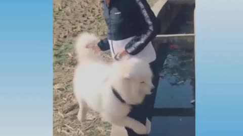 🐕puppy VS 🐔rooster Fight/😄Funny Dog and chicken 😂Fight Compilation/Fun Entertainment video 👍