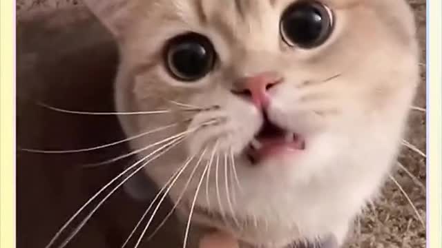 Life is weird, you have to be cute