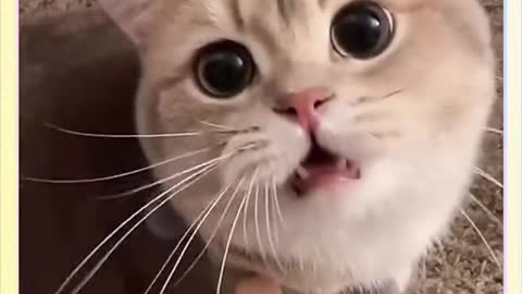 Life is weird, you have to be cute