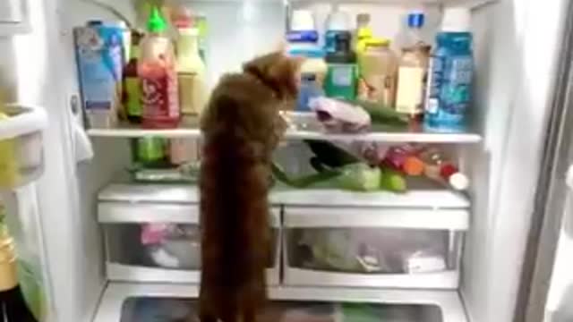 the cat checks the refrigerator