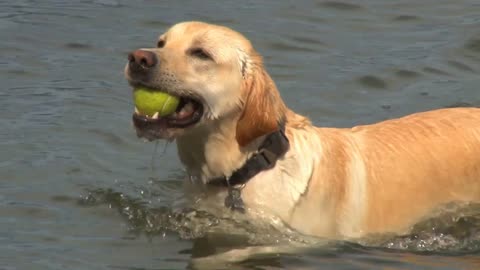 Dog Carrying Back Tennis Ball