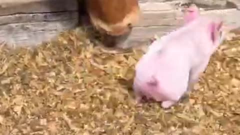 pig cute