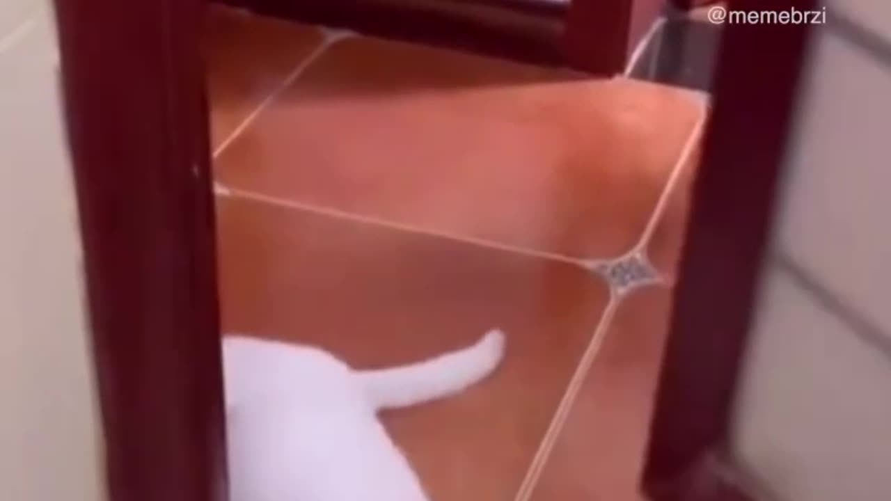 Crezy cat