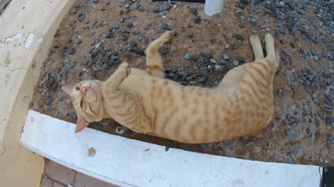 ED SHEERAN & MICHAEL JACKSON - Homeless cats in Ras Al Khaimah, UAE #cat #EdSheeran #MichaelJackson