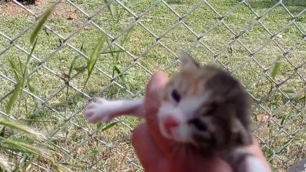 Kafası sıkışan yavru kedi bağırarak yardım istiyormuş