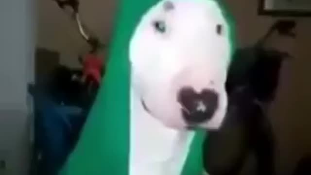 Dog band