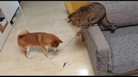 A game between two furry friends!