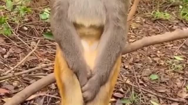 Heartbroken monkey