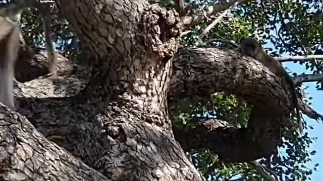 Baboon Kidnaps Lion Cub